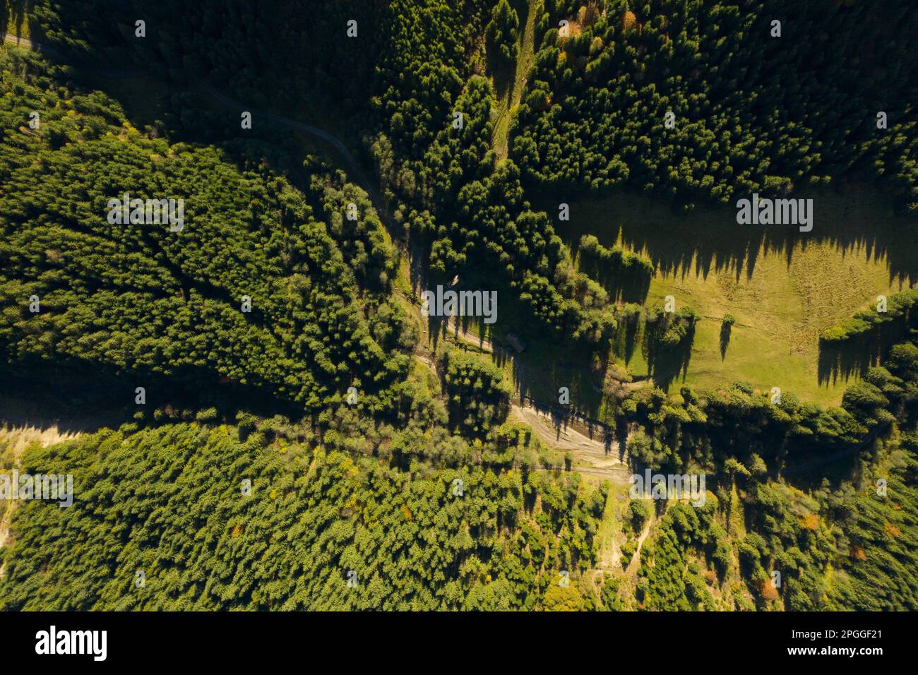Aerial view of green forest on sunny day. Drone photography Stock Photo ...