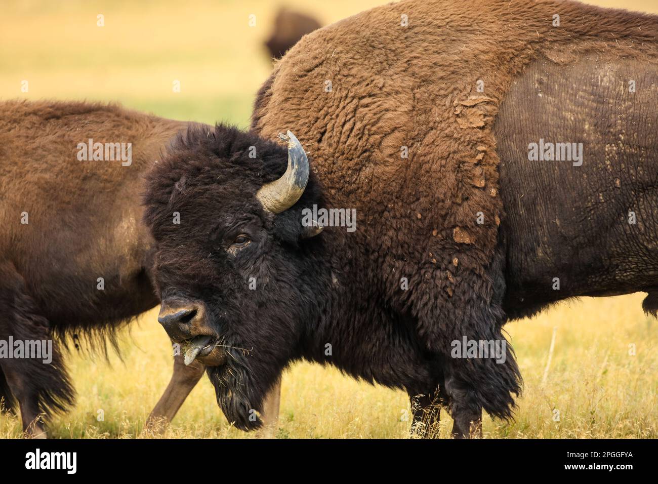 AMerican Bison Bull bellowing during the rut Stock Photo