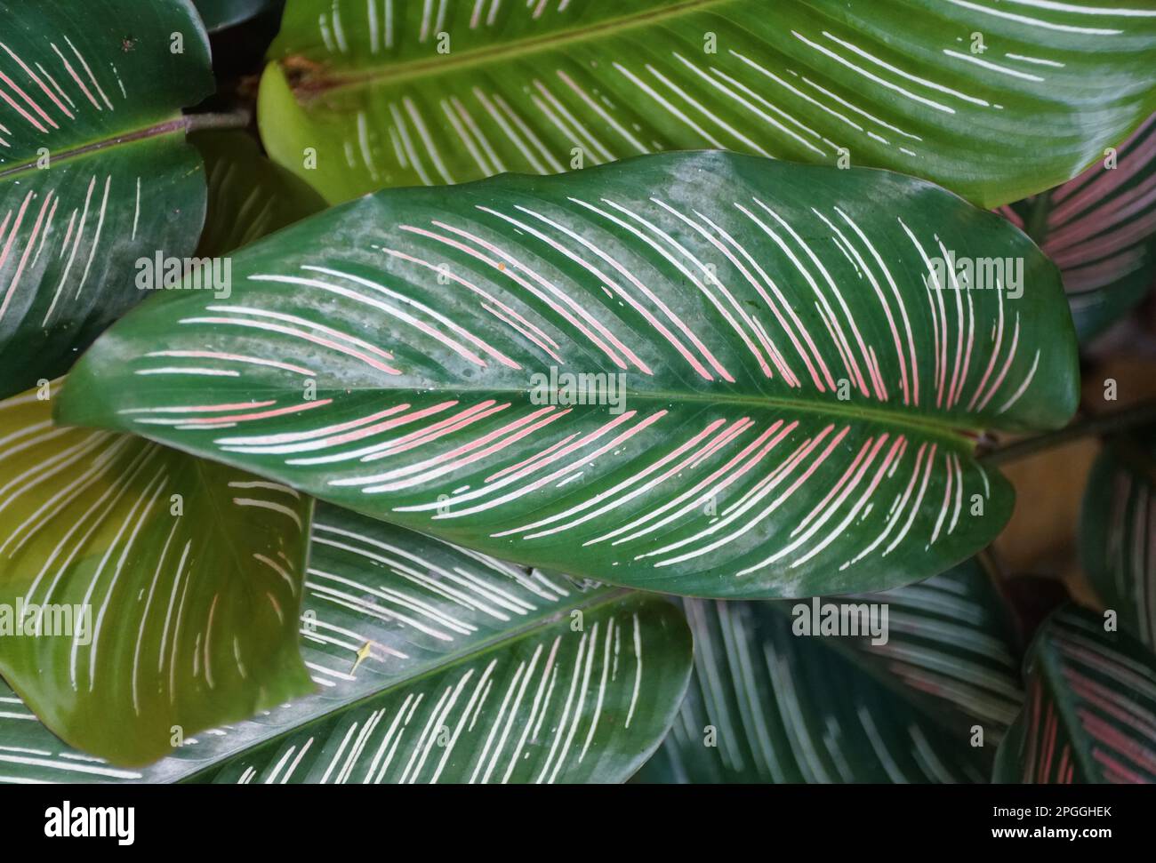 dracena lisa plant Dracaena – Lisa Cane – Rainbow main image 1