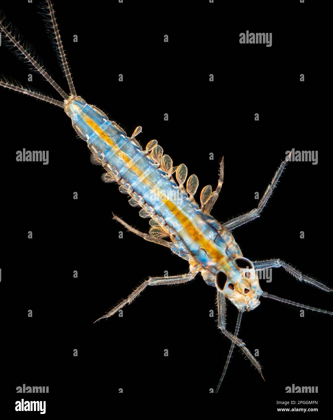 Damselfly nymph, light micrograph Stock Photo - Alamy