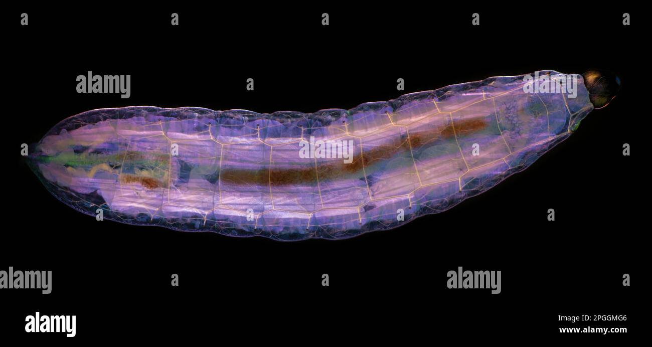 Fruit fly larva, light micrograph Stock Photo Alamy