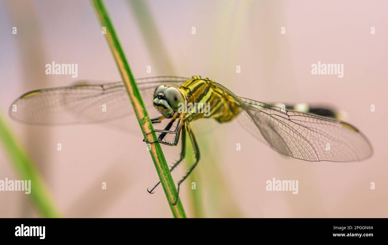 Beautiful of nature, A dragonfly on tree branch and nature blurred ...