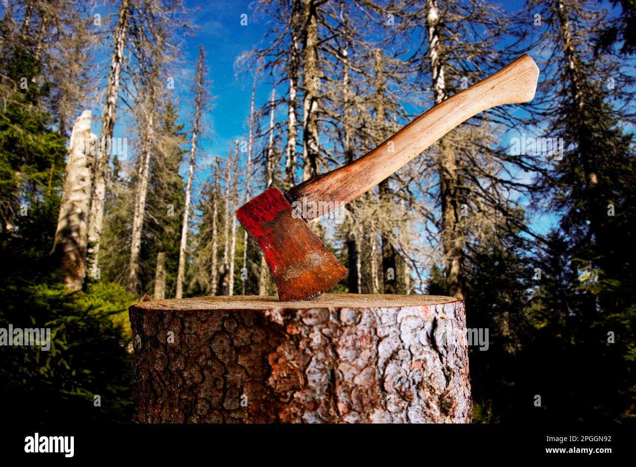 Axe on chopping block in front of dead spruce forest, Black Forest, Baden-Wuerttemberg, Composing Germany Stock Photo