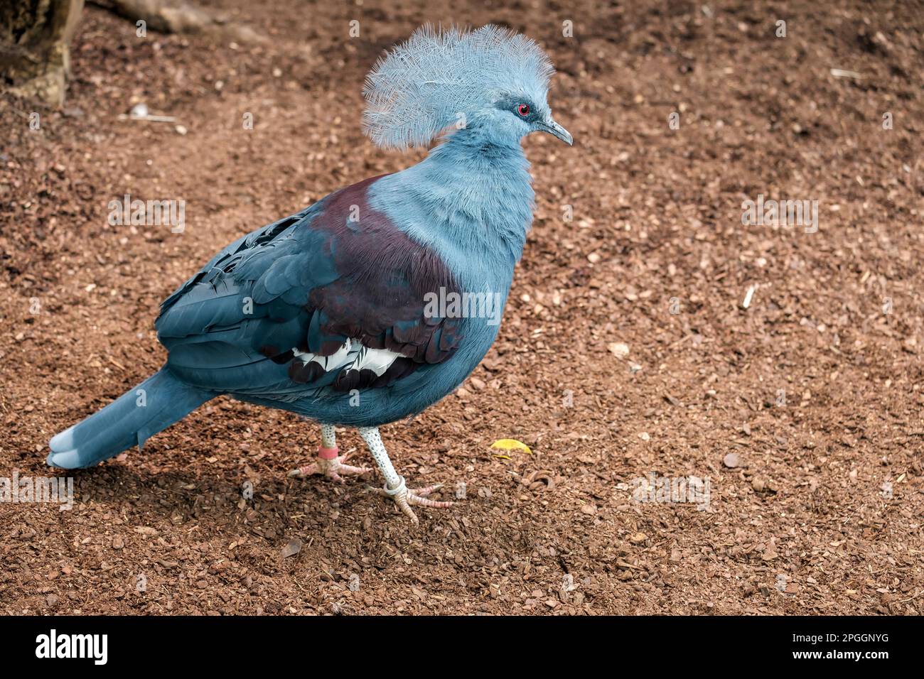 Southern Crowned Pigeon (Goura scheepmakeri sclateri) Stock Photo