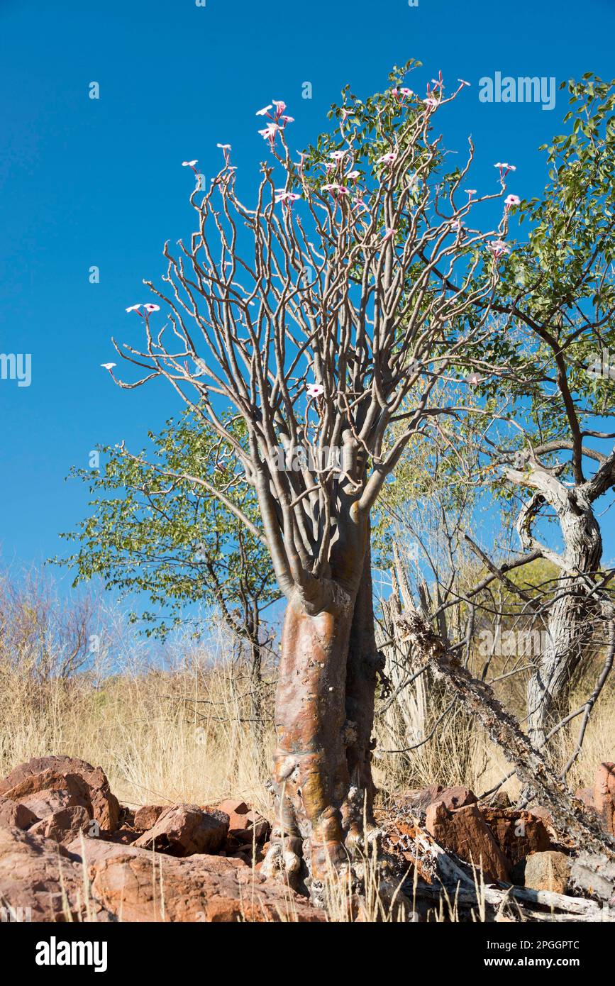 Bushman poison, Kaokoveld (Adenium boehmianum), Namibia Stock Photo