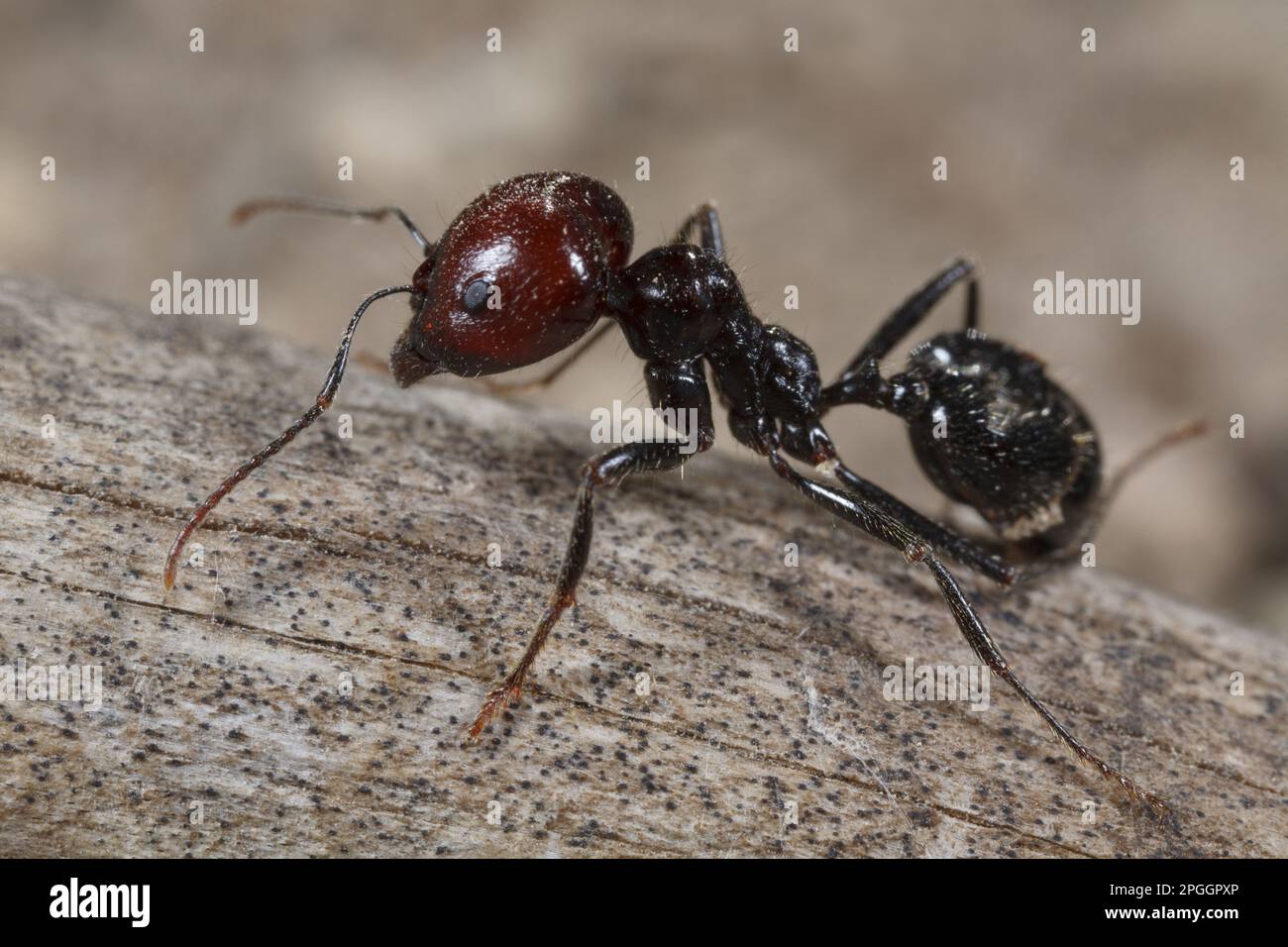 Harvester ant (Messor barbara), medium worker, Chaine des Alpilles, Bouches-du-Rhone, Provence, France Stock Photo