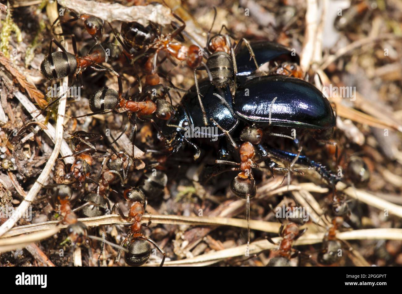 Southern Wood Ant (Formica rufa) workers, group dragging Violet Ground Beetle (Carabus violaceus) into nest, Arne RSPB Reserve, Dorset, England Stock Photo