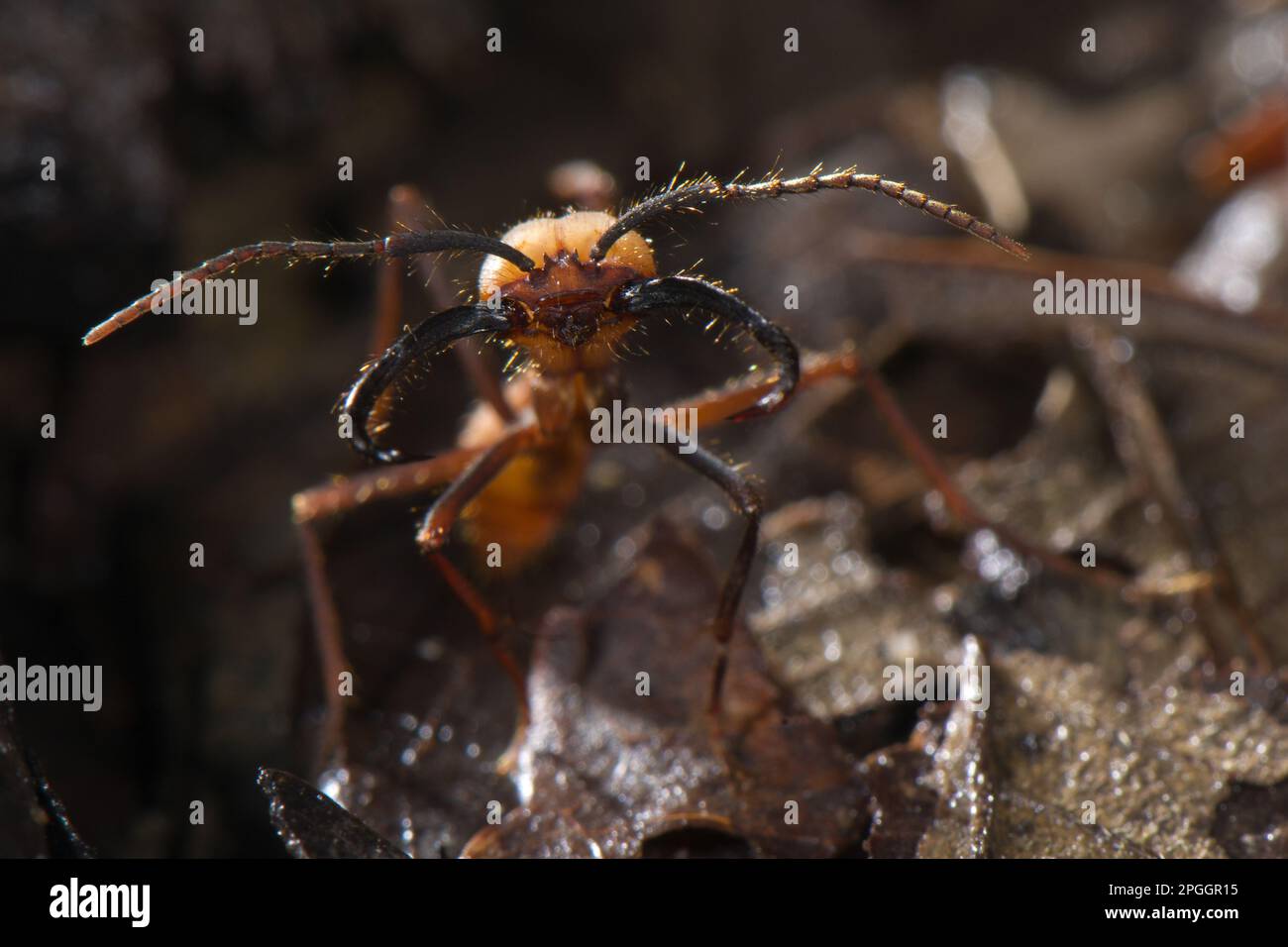 Burchell's army ant (Eciton burchellii) adult soldier, standing on leaf litter, Los Amigos Biological Station, Madre de Dios, Amazonia, Peru Stock Photo