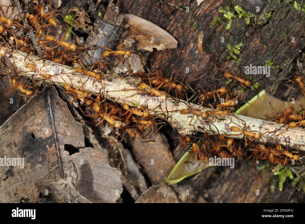 Adult red army ant (Eciton sp.), carrying and moving larvae, during the nomadic phase of colony outmigration, Rupununi, Guyana Stock Photo