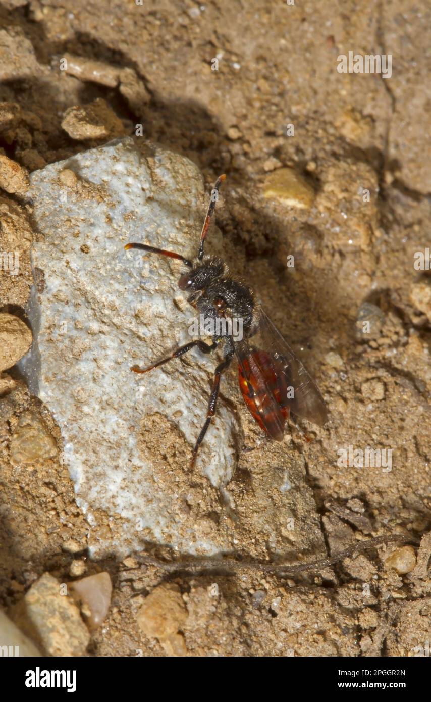 Norfolk Insects Cuckoo bee, Cuckoo bees, Apidae, Other animals, Insects, Animals ...