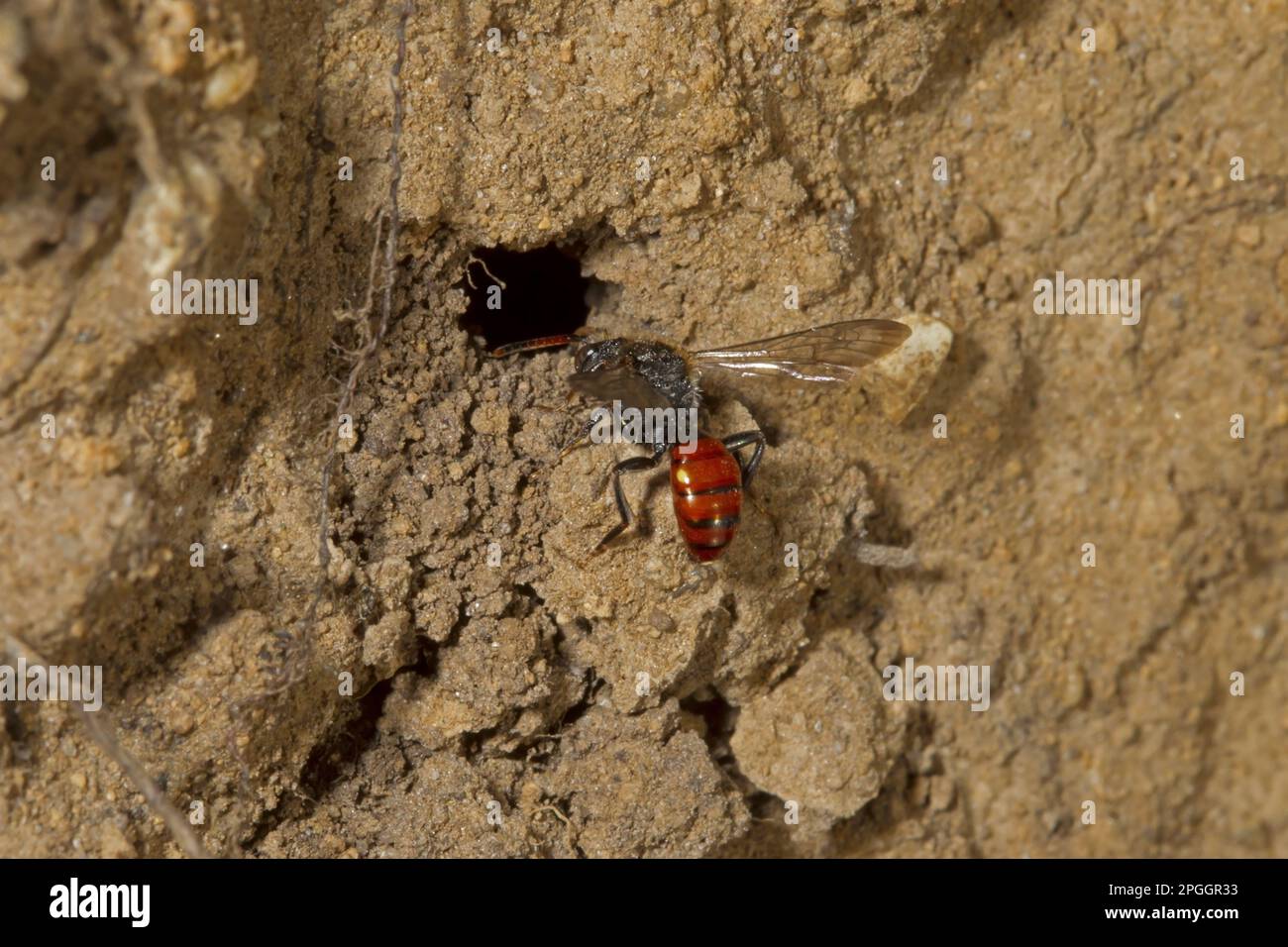 Fabricius' nomad bee (Nomada fabriciana), adult, in burrow of gwynne's mining bee (Andrena bicolor), Norfolk, England, United Kingdom Stock Photo