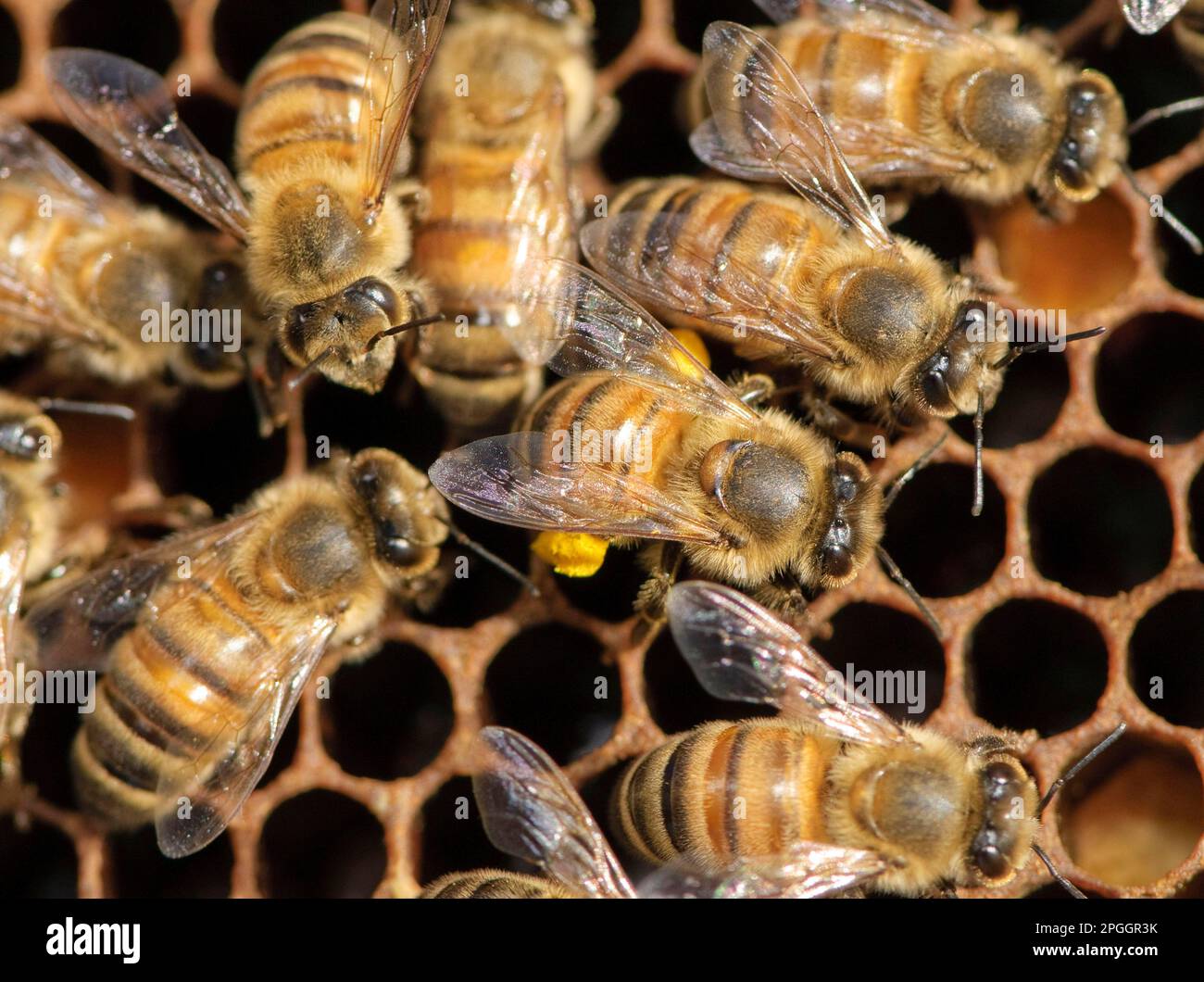 Western Honey Bee (Apis mellifera) adults, on frame of in