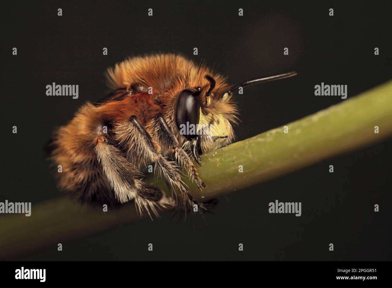 Hairy-footed Flower Bee (Anthophora plumipes) adult male, sleeping, with jaws locked onto stem, Leicestershire, England, United Kingdom Stock Photo