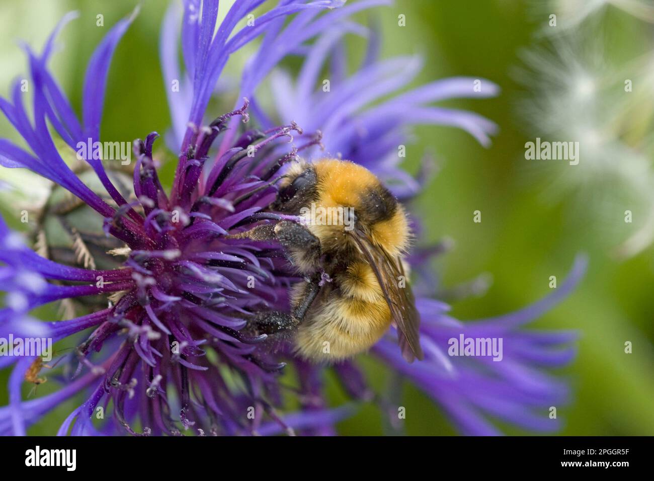 Great Yellow Bumblebee (Bombus distinguendus) adult, feeding on flower, Mainland, Orkney, Scotland, United Kingdom Stock Photo