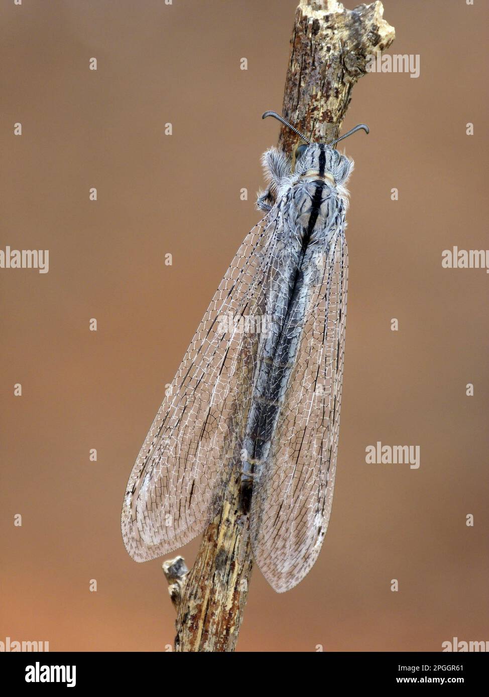 Antlion (Myrmeleontidae), Other animals, Insects, Animals, Antlion (Heoclisis fundata) adult, resting on twig, Western Australia, Australia Stock Photo