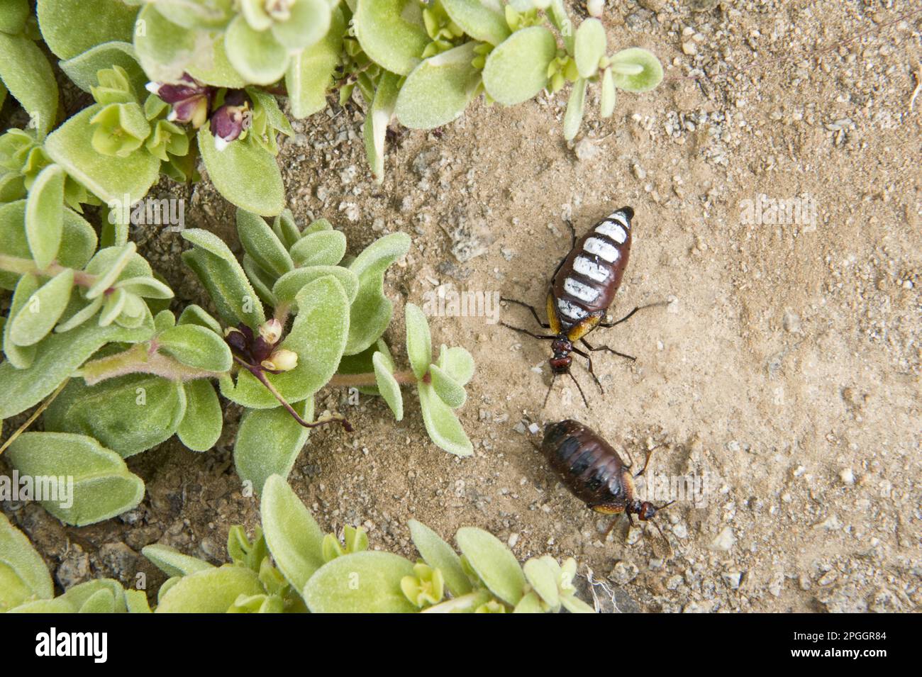 Blister beetle (Pseudomeloe sanguinolentus), adult male and female, Parque National Pan de Azucar, Atacama Desert, Chile Stock Photo