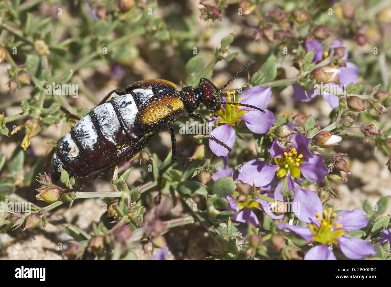 Blister beetle (Pseudomeloe sanguinolentus), adult male, feeding on petals of the Hualputilla (Fagonia chilensis), Parque National Pan de Azucar Stock Photo