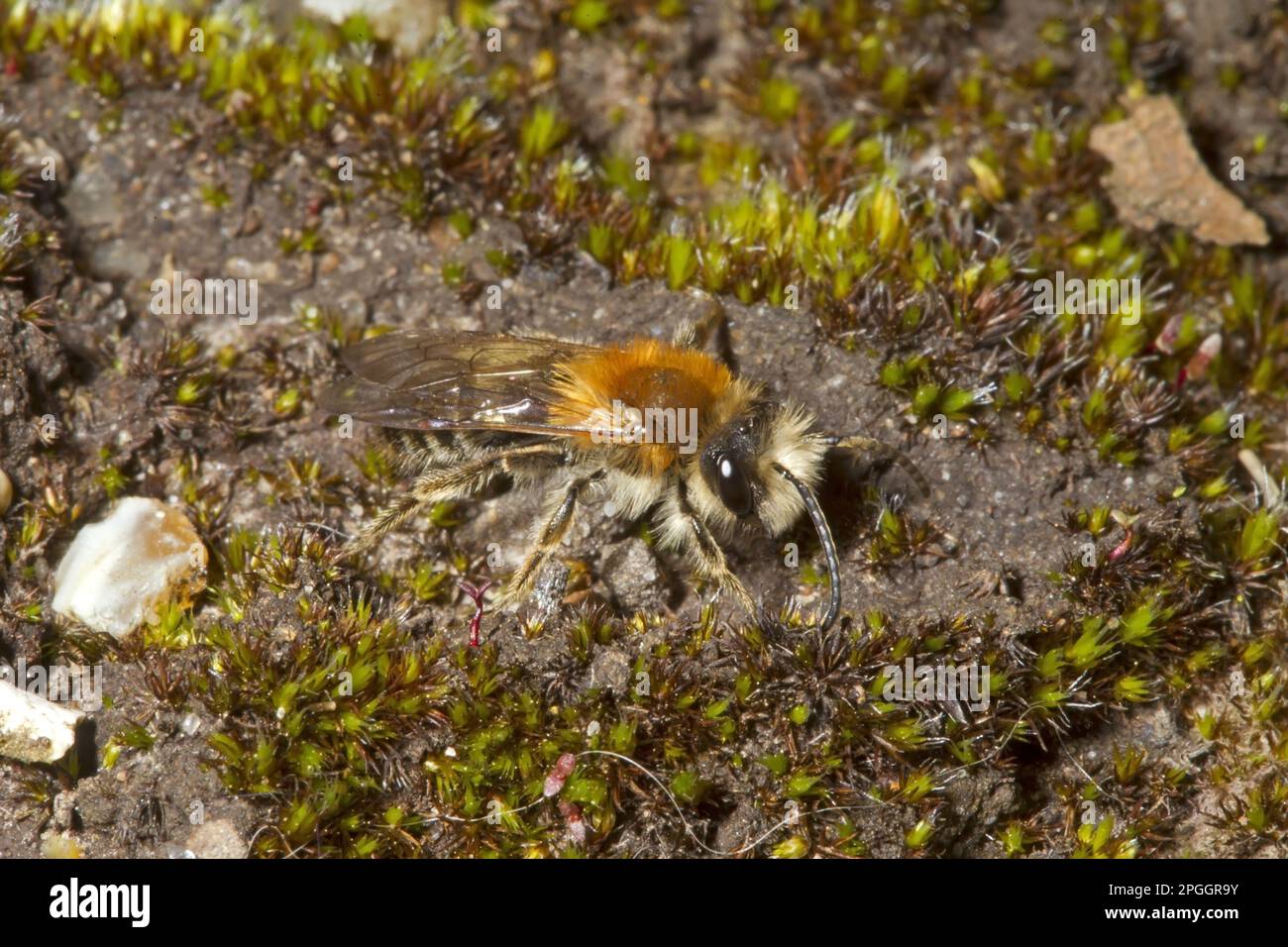 Glossy dusky sand bee, Downy earth bee, Glossy dusky sand bee, Downy earth bee, Sand bee, Sand bees, Earth bee, Earth bees, Other animals, Insects Stock Photo