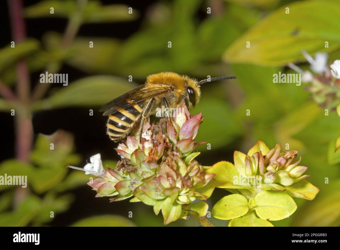 Ivy bee (Colletes hederae), Ivy silk bees, Bee, Bees, Other animals, Insects, Animals, Ivy Bee adult male, feeding stonecrop (sedum) Hythe, Kent Stock Photo