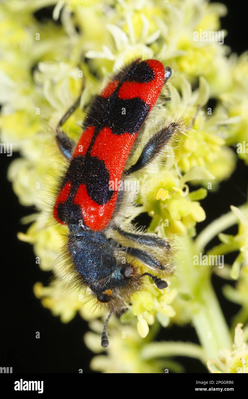 Checkered beetle (Trichodes apiarius) adult, feeding on flowers of wild mignonette (Reseda lutea), Causse de Gramat, Massif Central, Lot, France Stock Photo