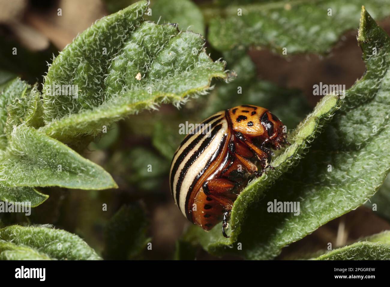 Colorado potato beetle (Leptinotarsa decemlineata), Other animals