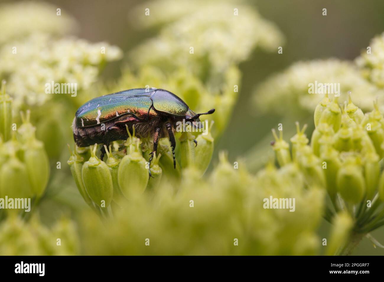 Rosechafer (Cetonia aurata) adult, feeding on umbellifer flowers, Slovenia Stock Photo Alamy