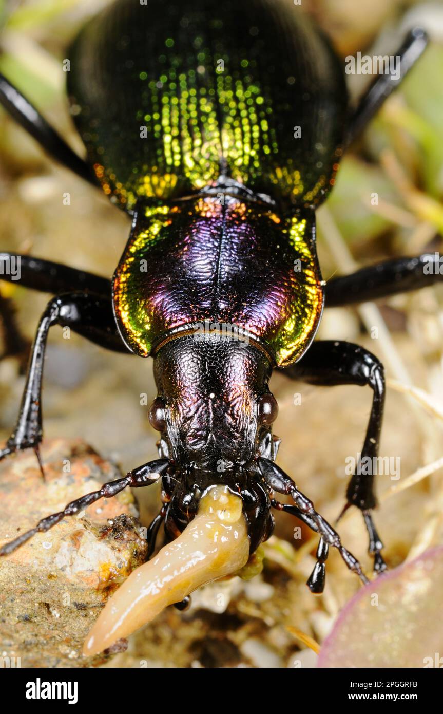 Olimpia's Ground Beetle (Carabus olympiae) adult, feeds on snails, Italy Stock Photo