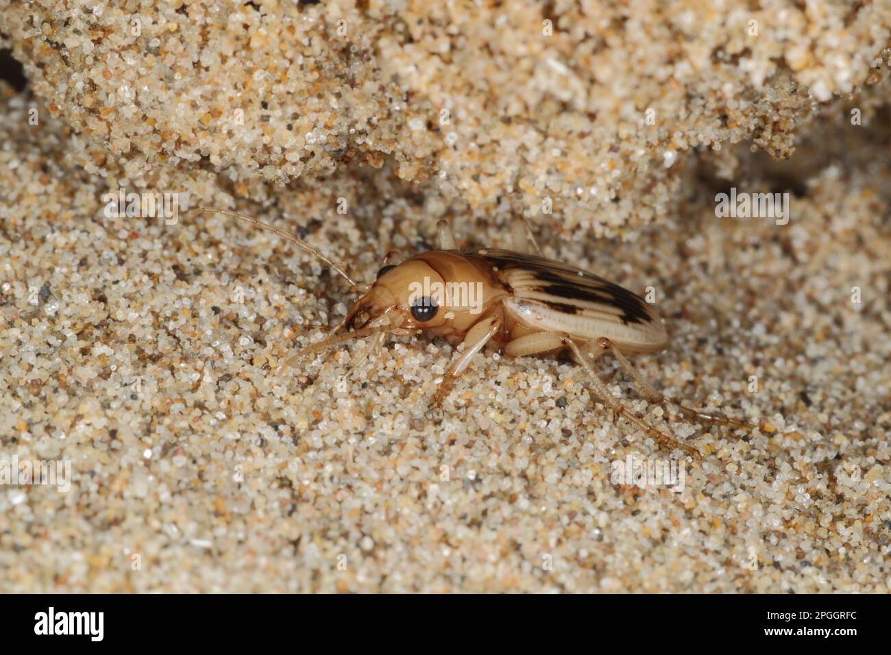 Beachcomber Beetle (Nebria complanata) adult, under strandline debris on beach, Gower Peninsula, Glamorgan, Wales, United Kingdom Stock Photo