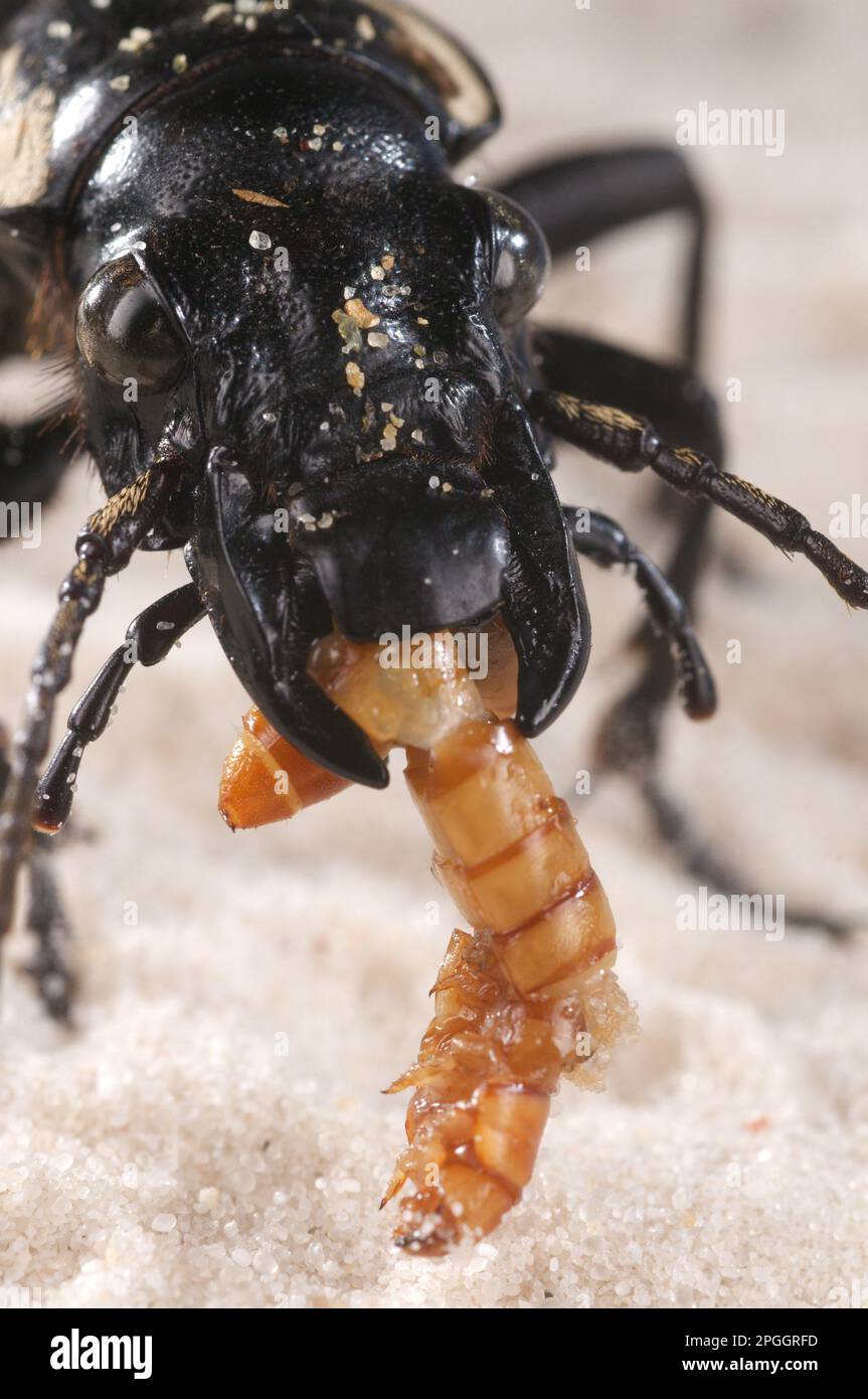 Sixspotted ground beetle (Anthia sexguttata) adult, closeup of the