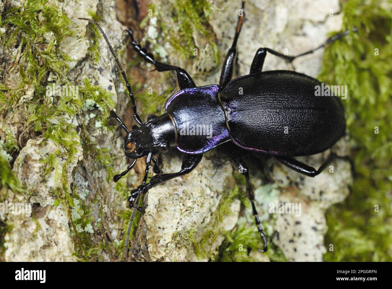 Violet Ground Beetle (Carabus violaceus) adult, on bark in ancient woodland, Gelli Hir Wood, Gower Peninsula, West Glamorgan, South Wales, United Stock Photo
