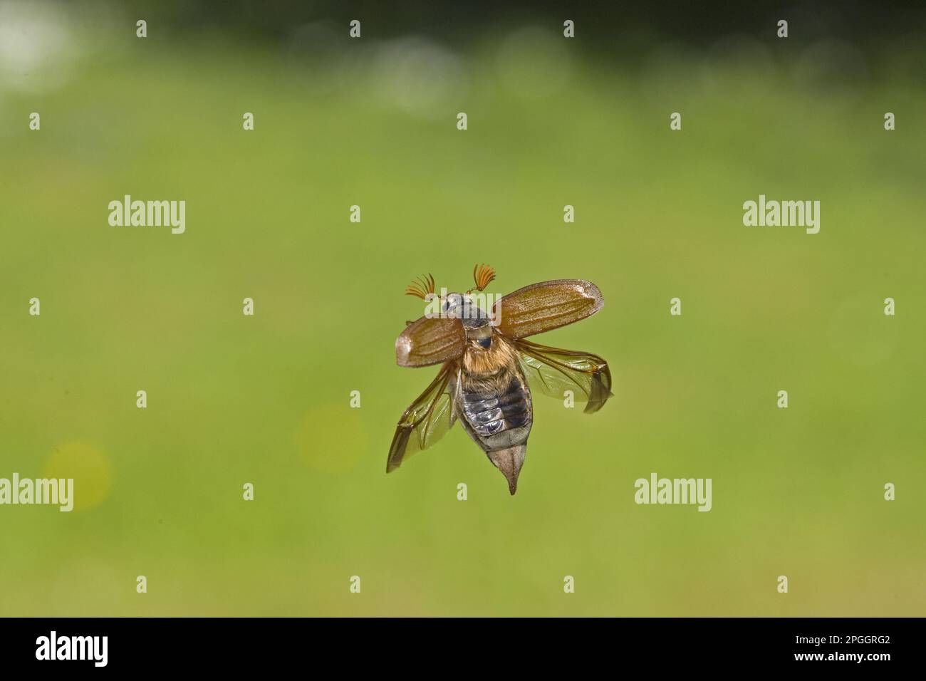 Norfolk Insects Norfolk insects hi-res stock photography and images - Alamy