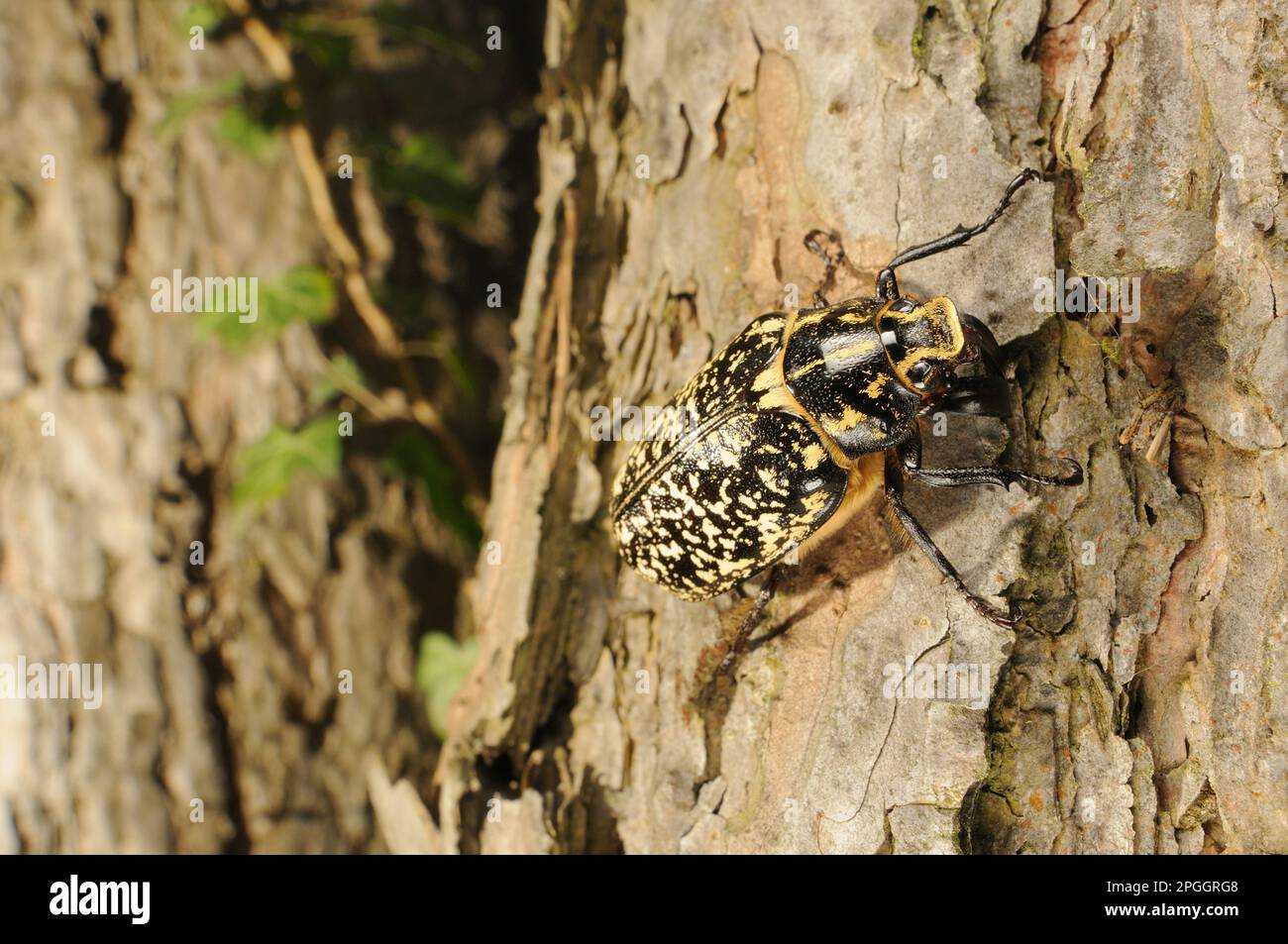 Pine Chafer (Polyphylla fullo) adult male, climbing on pine trunk, Italy Stock Photo