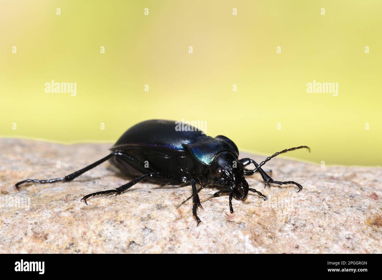 Violet Ground Beetle (Carabus violaceus) adult, sunbathing on stone, Loch Garten RSPB Reserve, Abernethy Forest, Cairngorms N. P. Inverness-shire Stock Photo