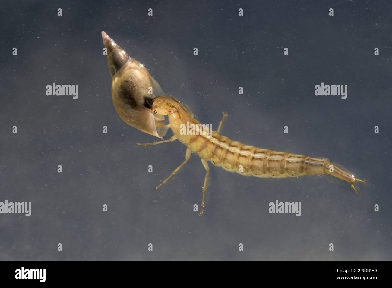 Larva of the large great diving beetle (Dytiscus marginalis), feeding on the prey of the water snail, swimming underwater in the garden pond Stock Photo