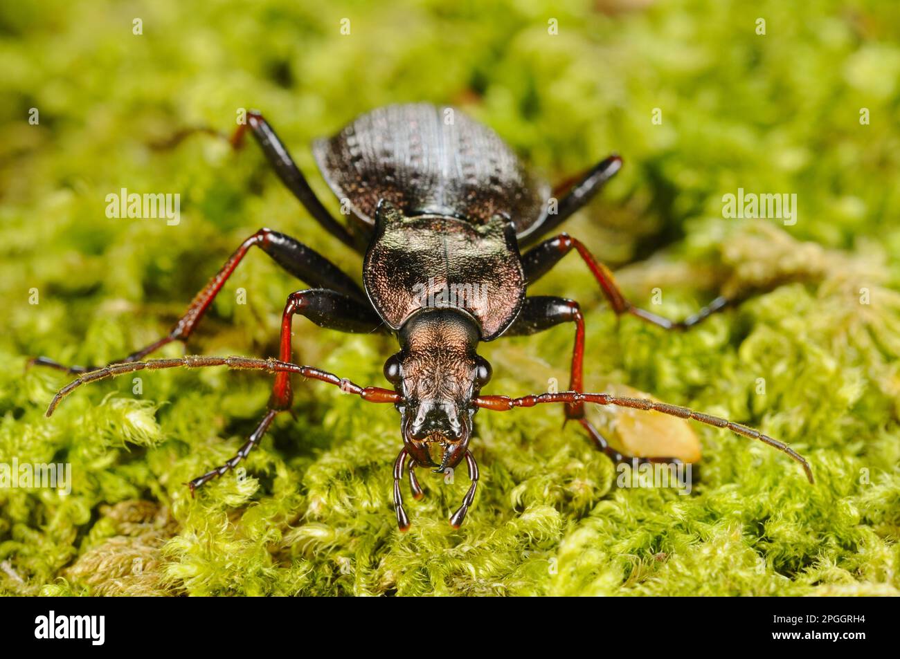 Ground Beetle (Carabus linnei) adult, standing on moss, Italy Stock Photo