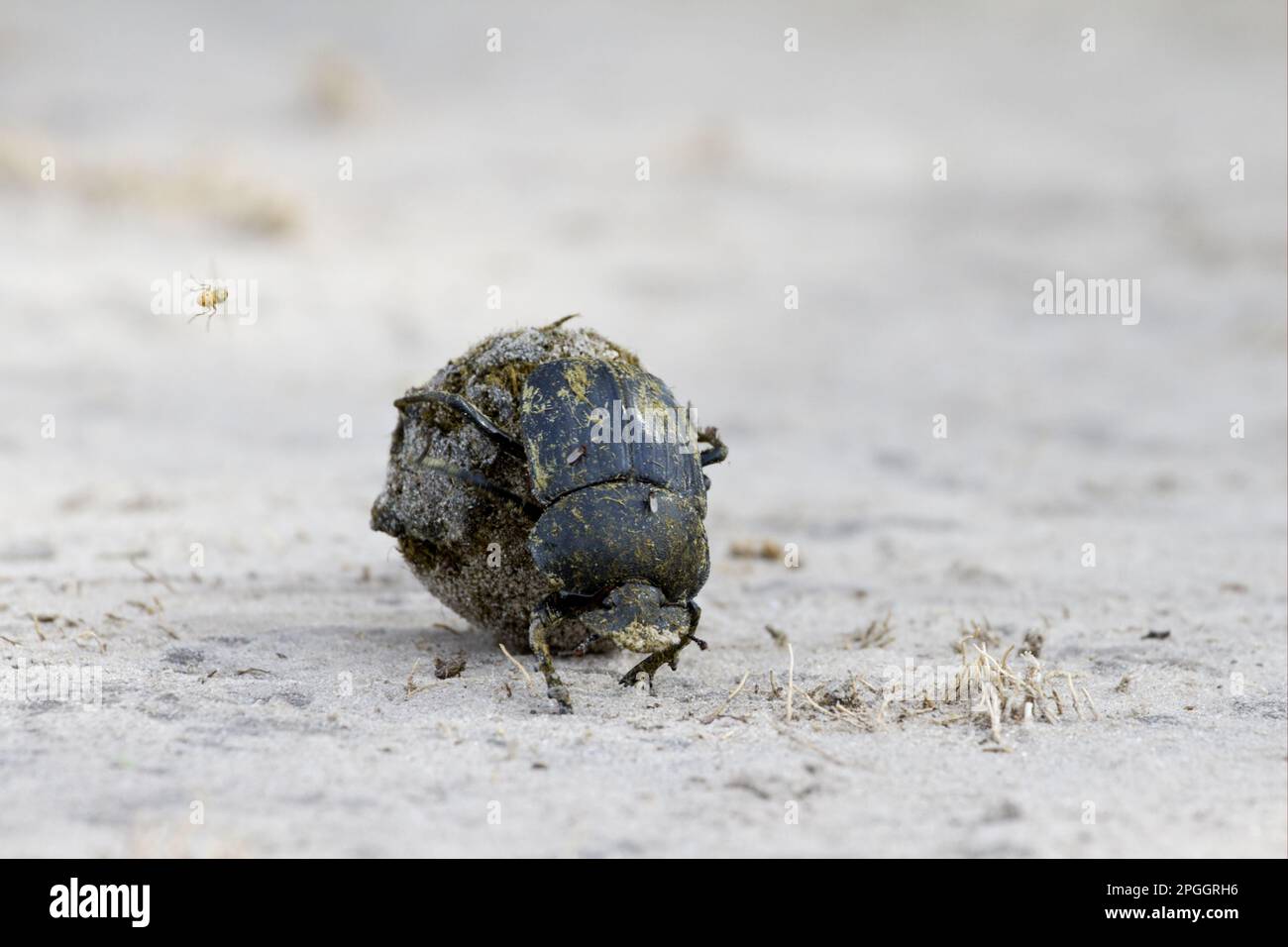Adult dung beetle (Scarabaeidae sp.), rolling dung ball, with fly in flight, Okavango Delta, Botswana Stock Photo