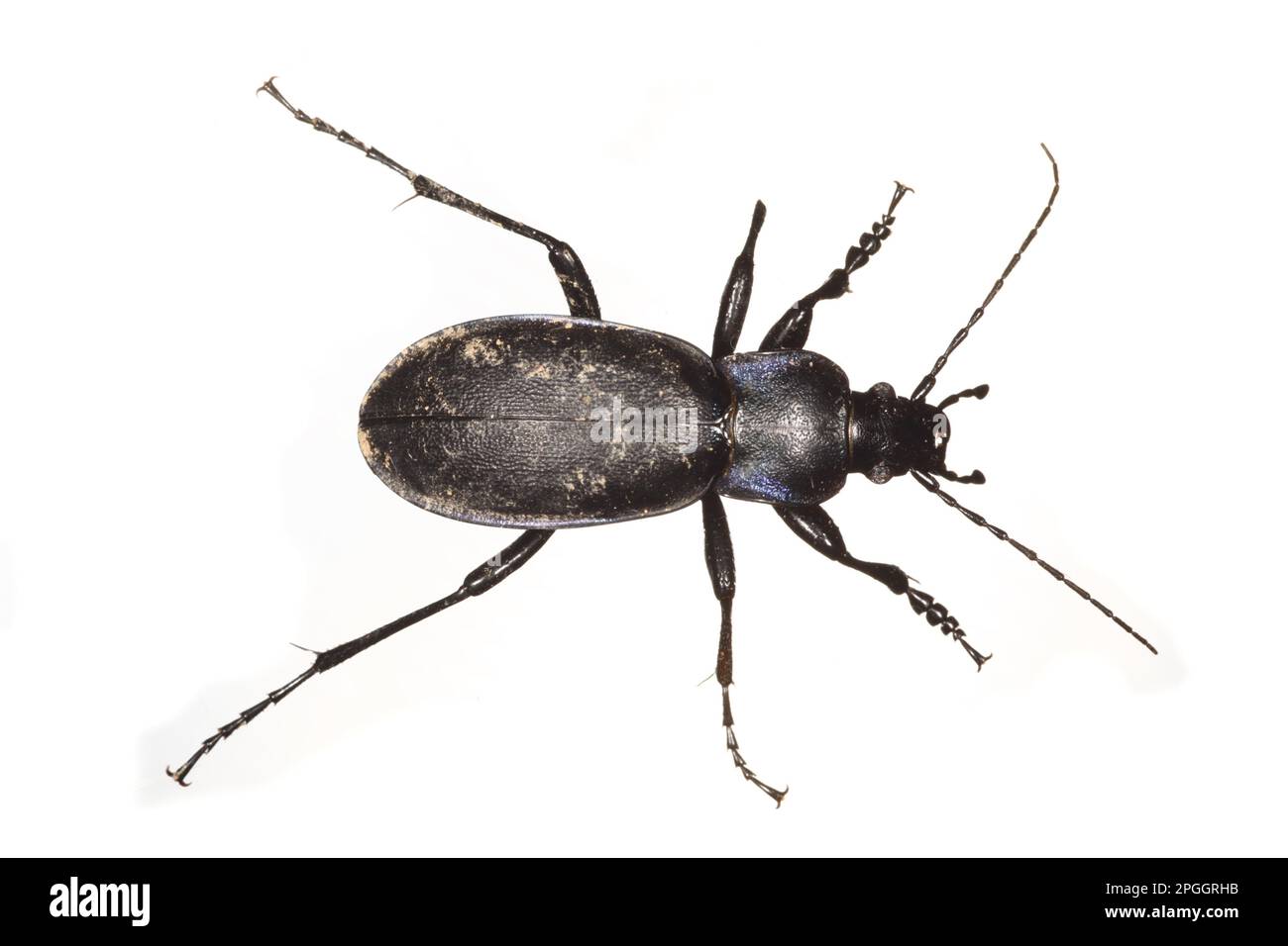 Golden beetle, Violet ground beetle (Carabidae), Violet ground beetle, Violet ground beetle, Violet ground beetle, Other animals, Insects, Beetles, T Stock Photo