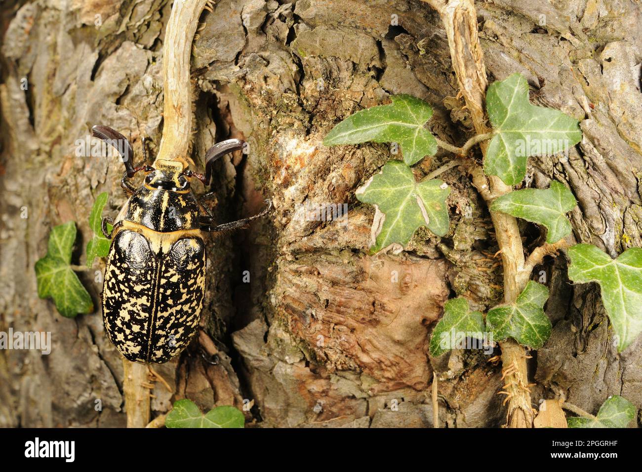 Pine Chafer (Polyphylla fullo) adult male, clinging to ivy stem on pine trunk, Italy Stock Photo