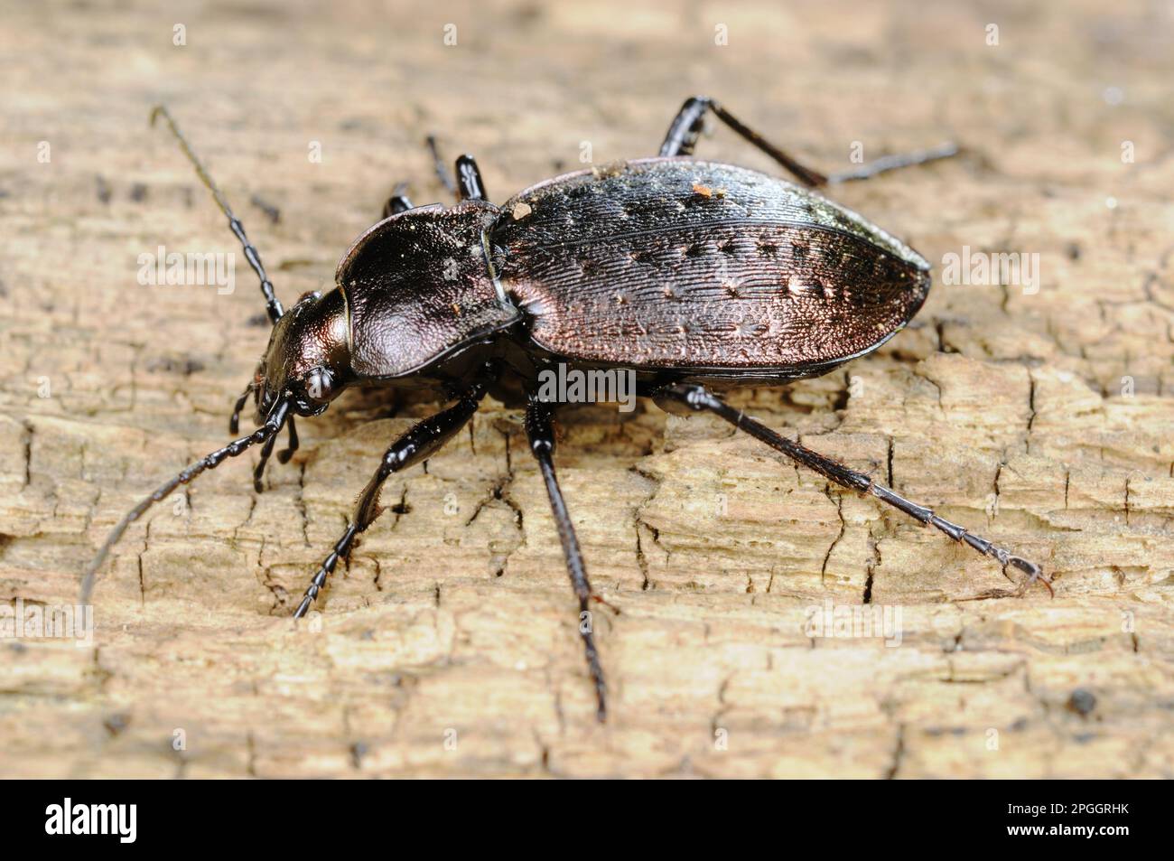Ground Beetle (Carabus concolor) adult, standing on log, Italy Stock Photo