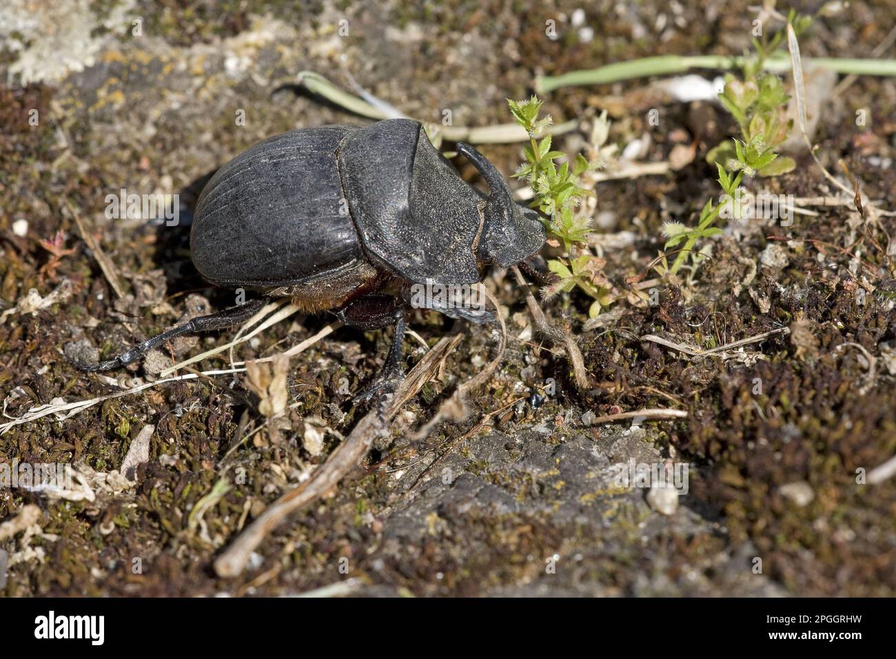 Horned Dung Beetle (Copris lunaris) adult, walking, Extremadura, Spain Stock Photo