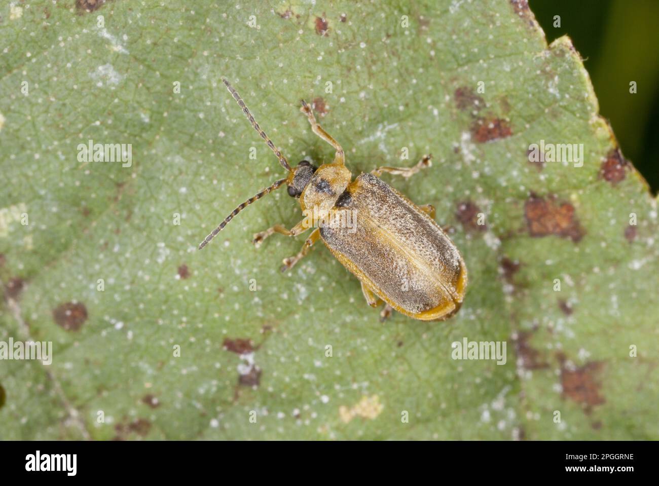 Pyrrhalta lineola, Hairy willow leaf beetle (Chrysomelidae), Small yellow leaf beetle, Other animals, Insects, Beetles, Animals, Brown Stock Photo