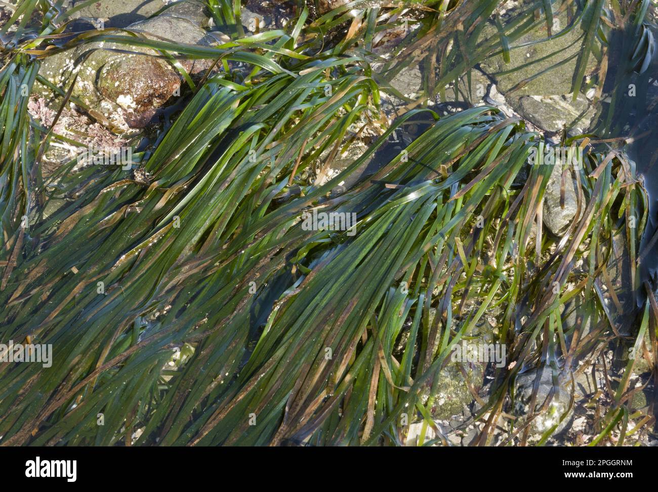 Eelgrass (Zostera marina) growing on seashore, MacKerricher State Park, North California (U.) S. A Stock Photo