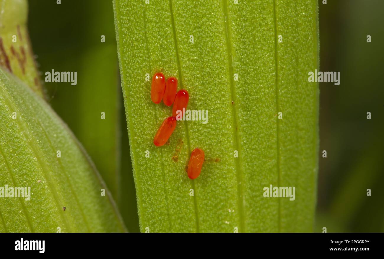 Scarlet lily beetle (Lilioceris lilii), Leaf beetle, Other animals