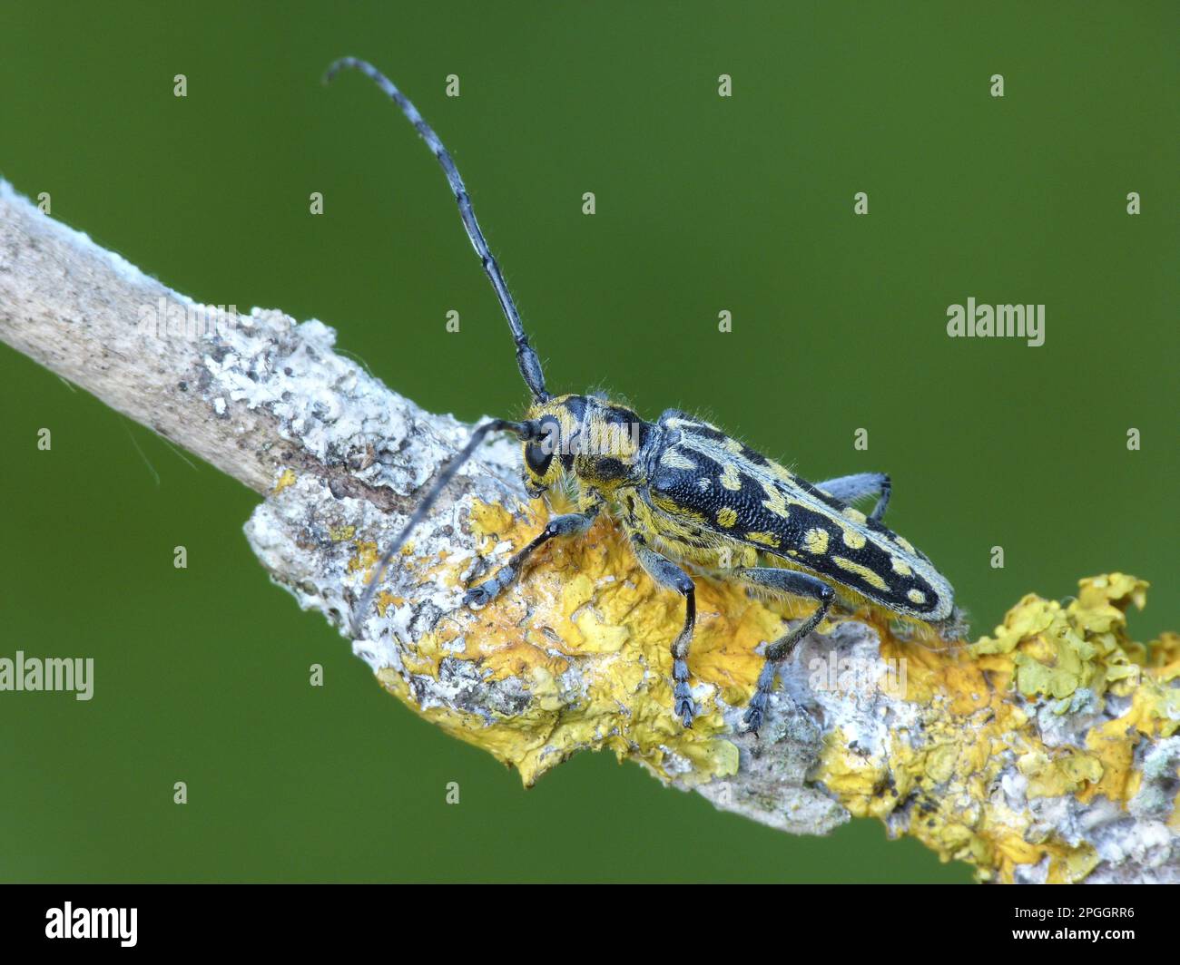 Poplar Longhorn Beetle (Saperda populnea) adult, resting on lichen covered twig, Cannobina Valley, Piedmont, Northern Italy Stock Photo
