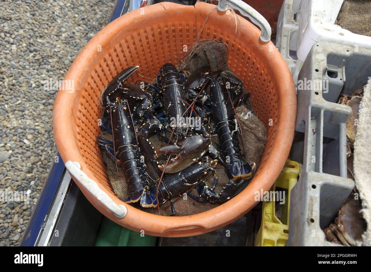 Catch of Common Lobster (Homarus vulgaris) unloaded from fishing boat, Weybourne, Norfolk