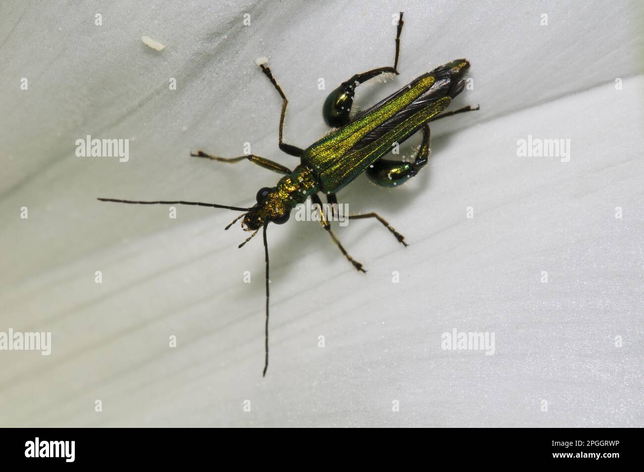 Thick-legged Flower Beetle (Oedemera nobilis) adult male, with white pollen grains adhering to head, thorax and legs, on Hedge Bindweed (Calystegia Stock Photo