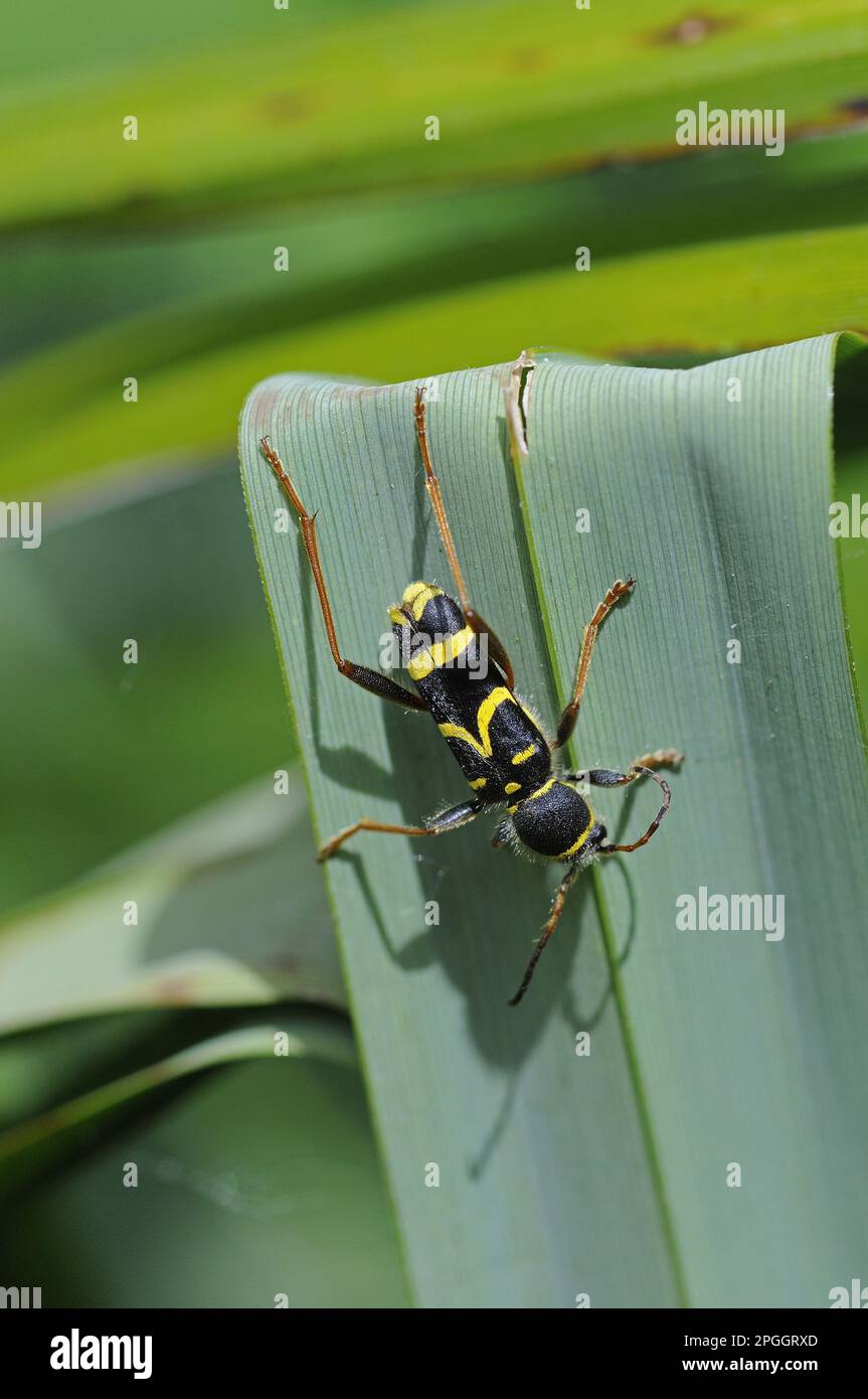 True ram, Common ram, Wasp beetle, True rams, Common rams, Wasp beetles