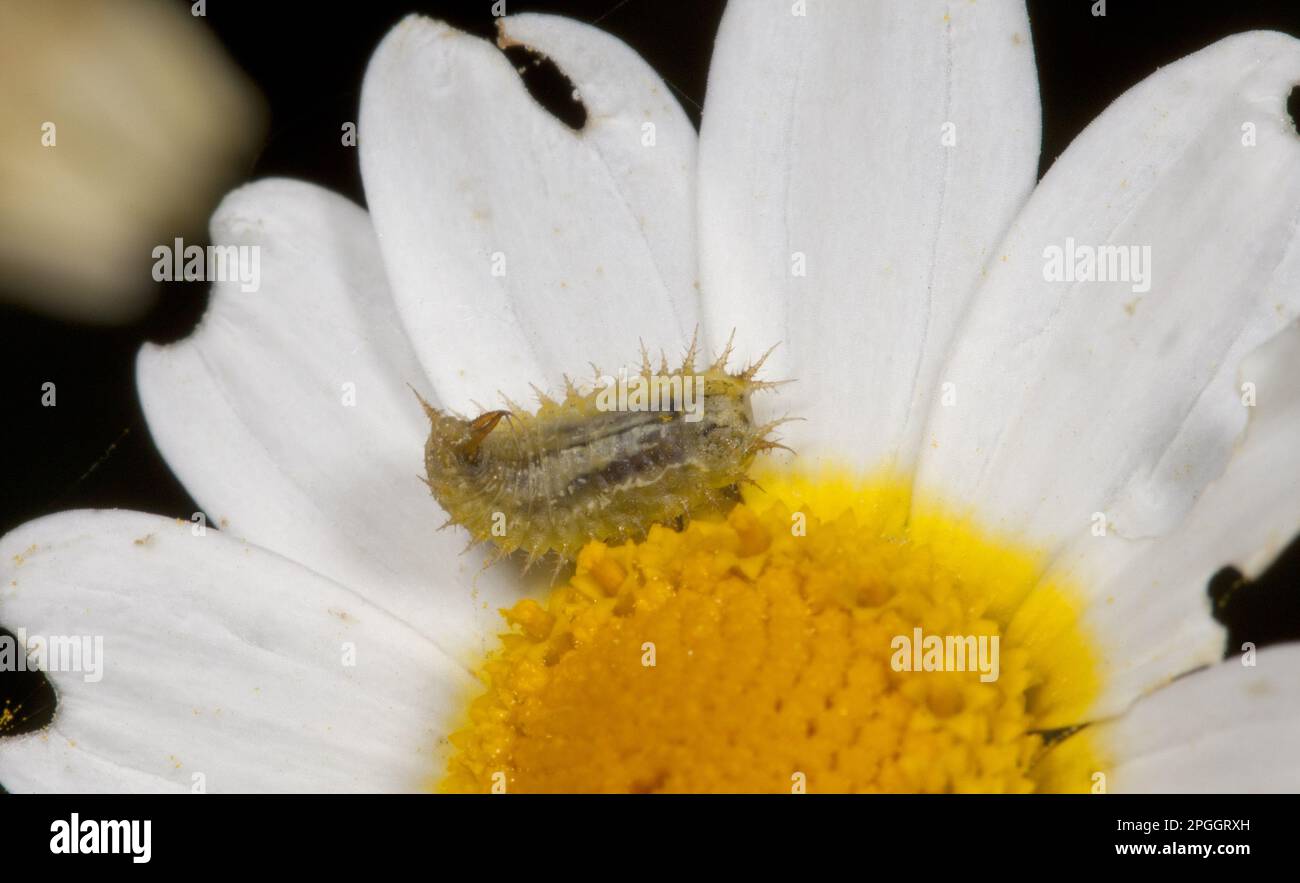 Green tortoise beetle (Cassida leaf beetle (Chrysomelidae), Green ...