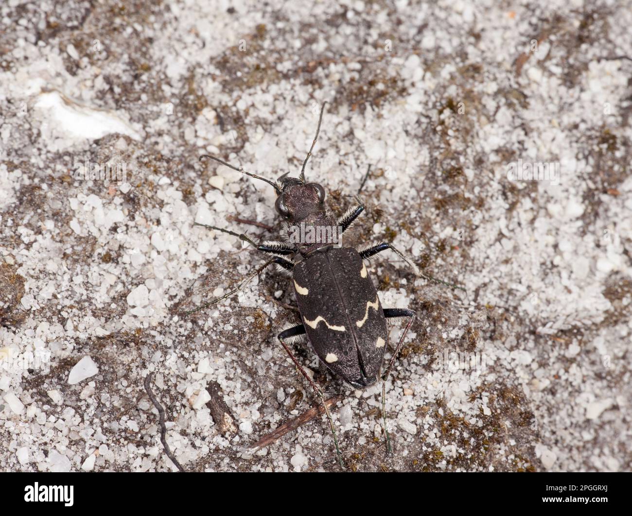 Wood Sand Beetle, Heath Sand Beetle, Ground Beetle, Other Animals, Insects, Beetles, Animals