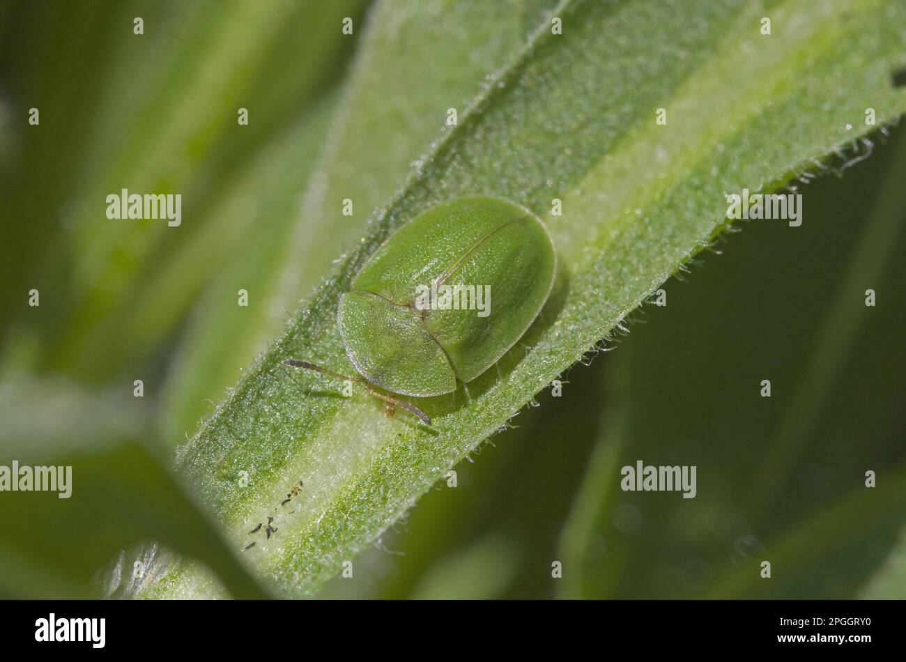 Thistle tortoise beetle (Cassida leaf beetle (Chrysomelidae), Other animals, Insects, Beetles, Animals, Thistle Tortoise Beetle adult, resting on Stock Photo